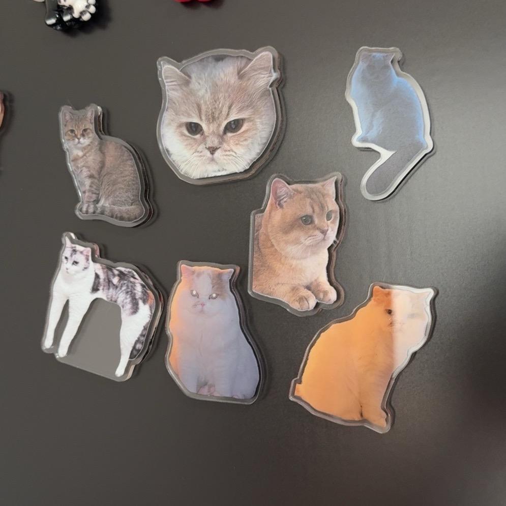 带喵主任回爸妈家