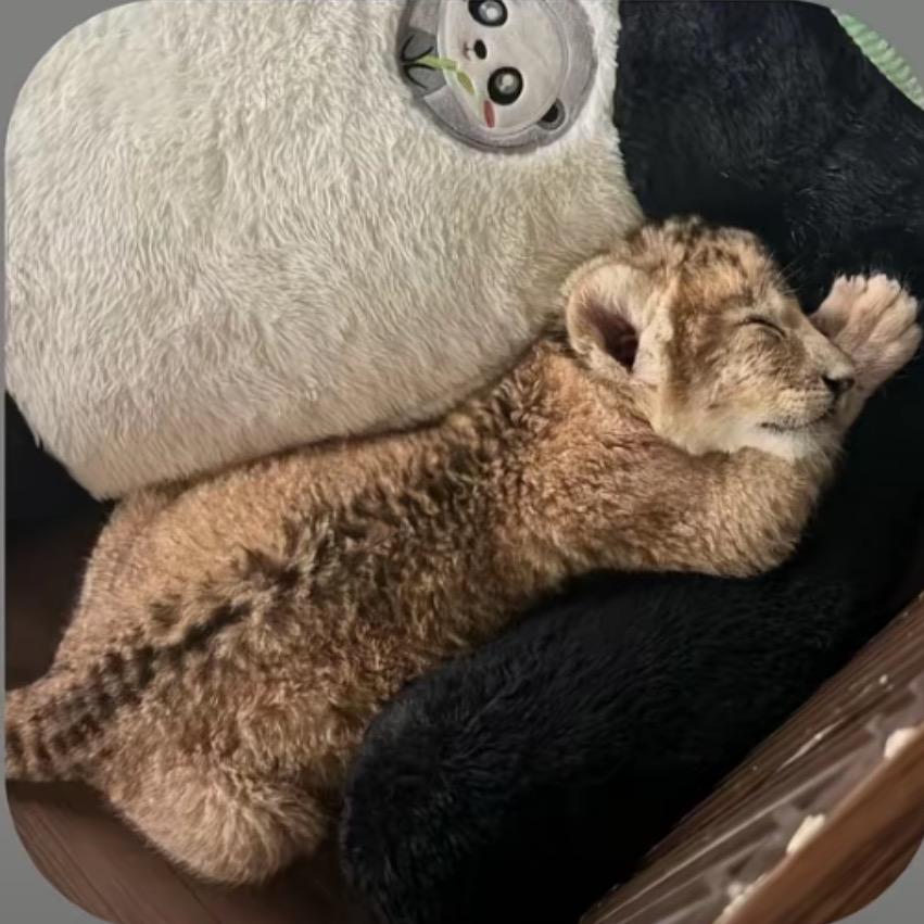 豪子