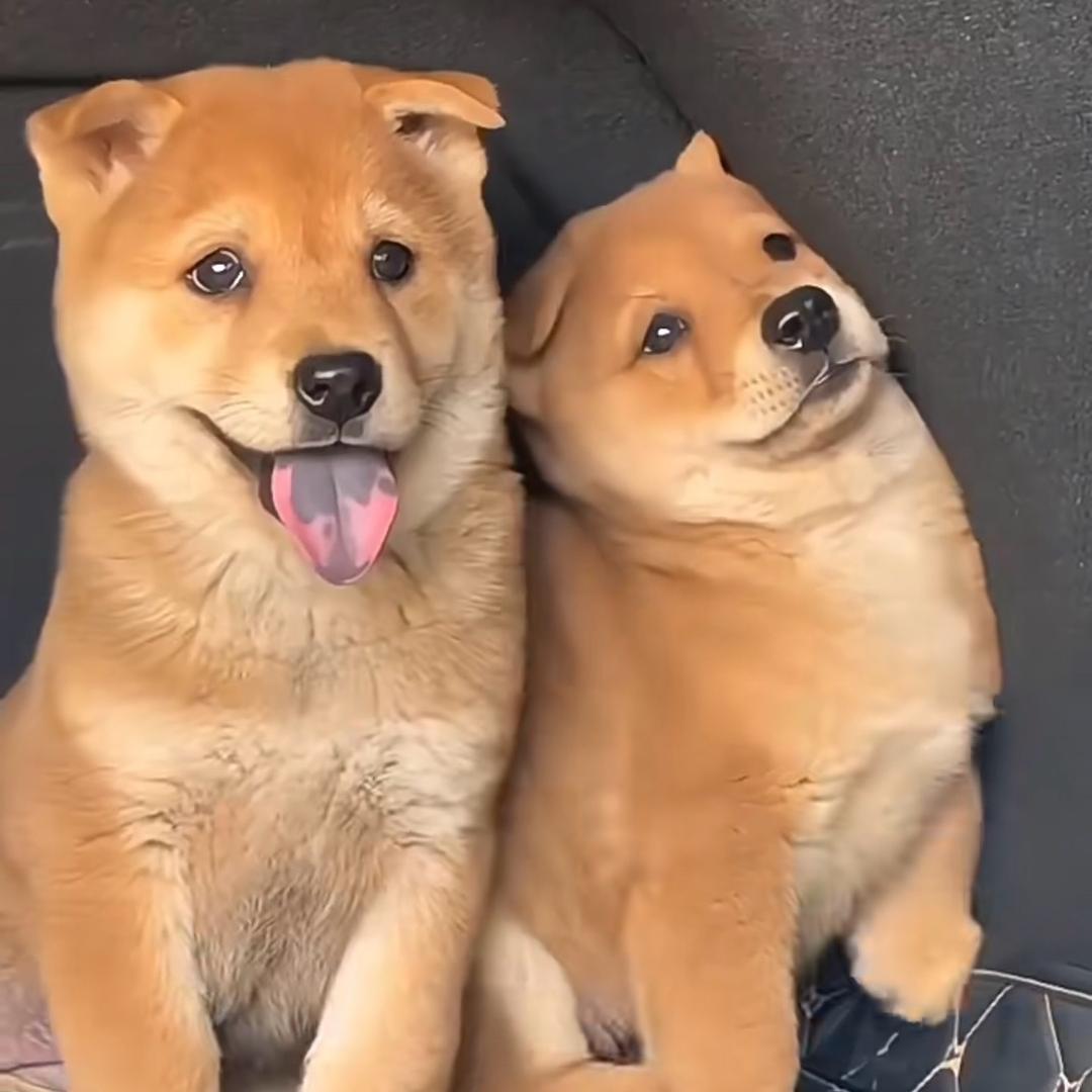 娜娜田园犬