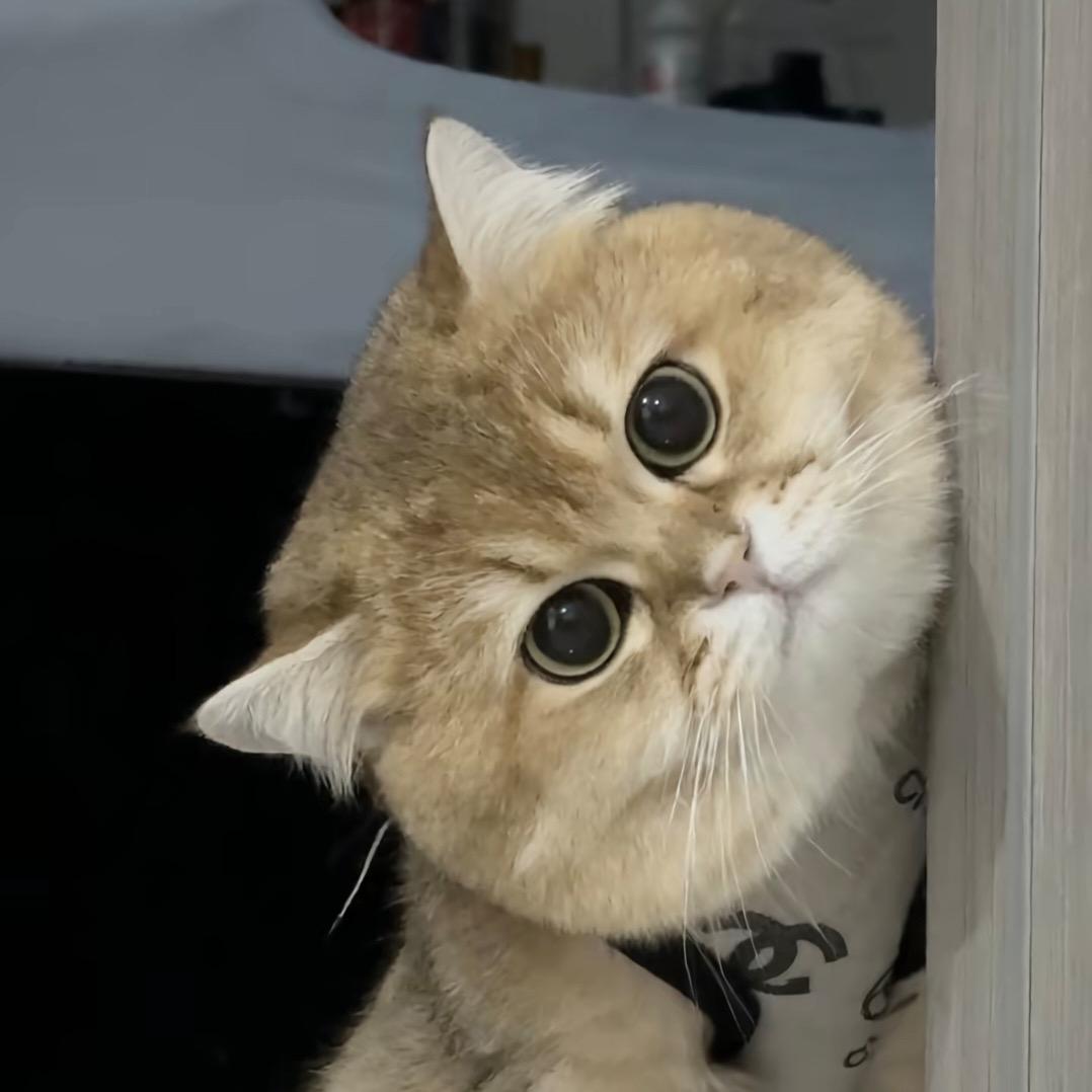橙橙