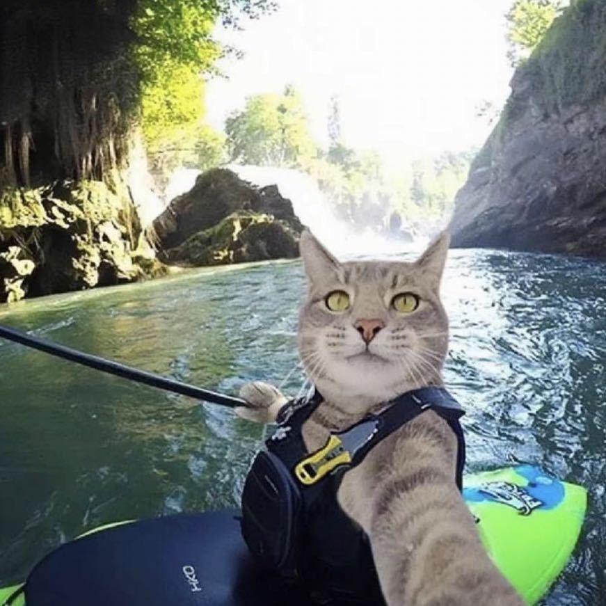 房檐旁的猫