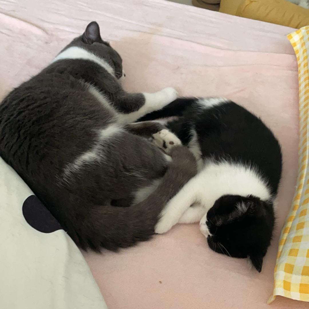 雾隐