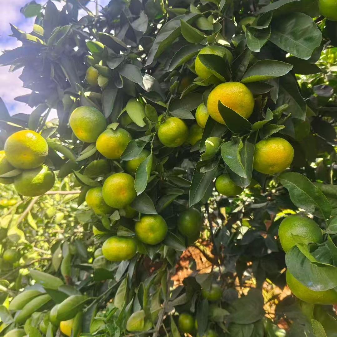 云南高原蜜桔