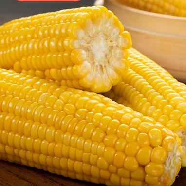 东北粘糯玉米源头厂家🌽
