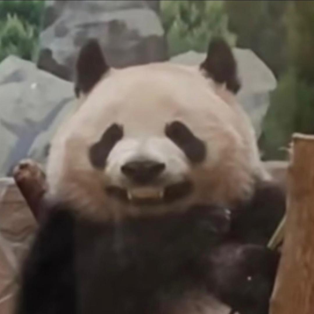 死bi东西