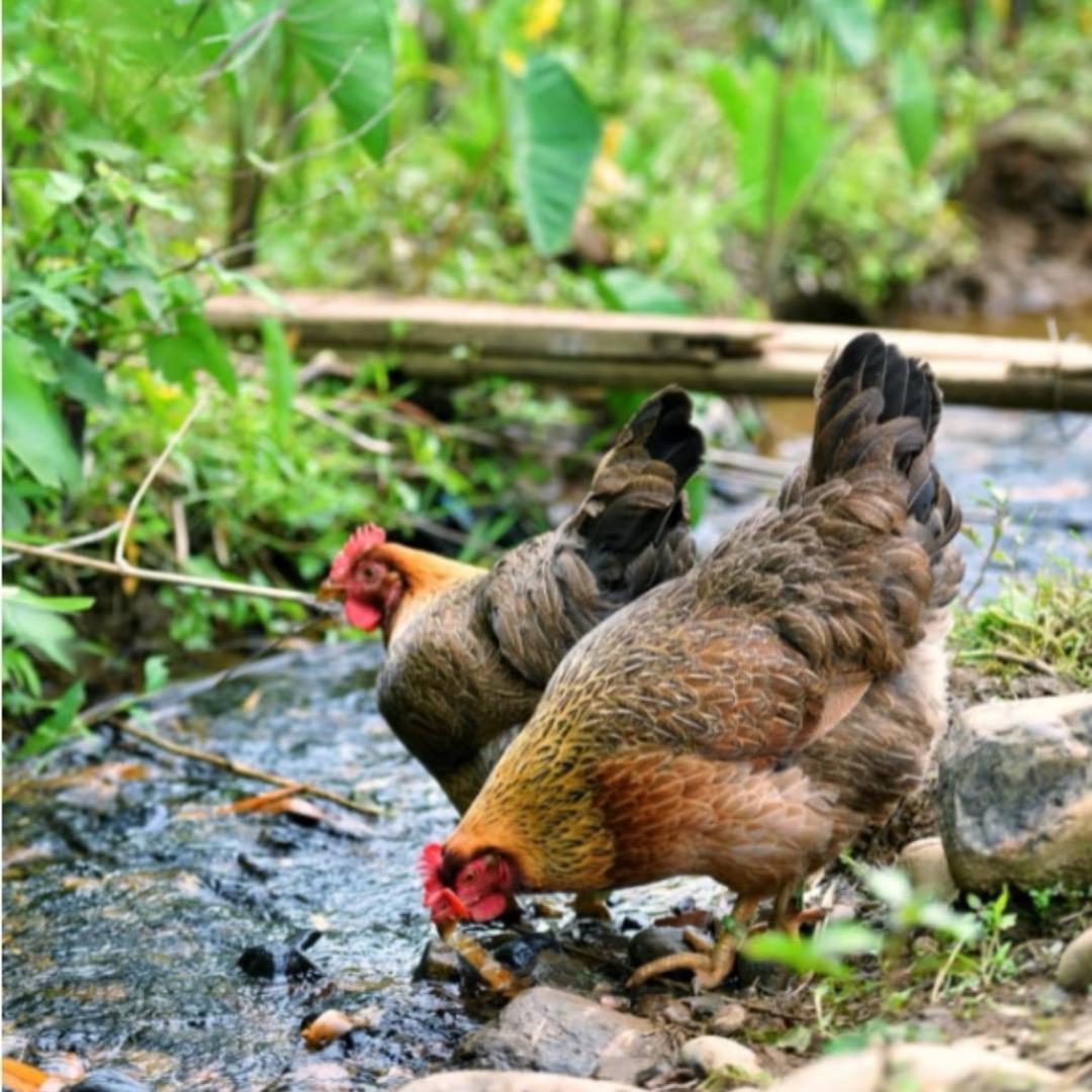广东清远土鸡爪（自家散养