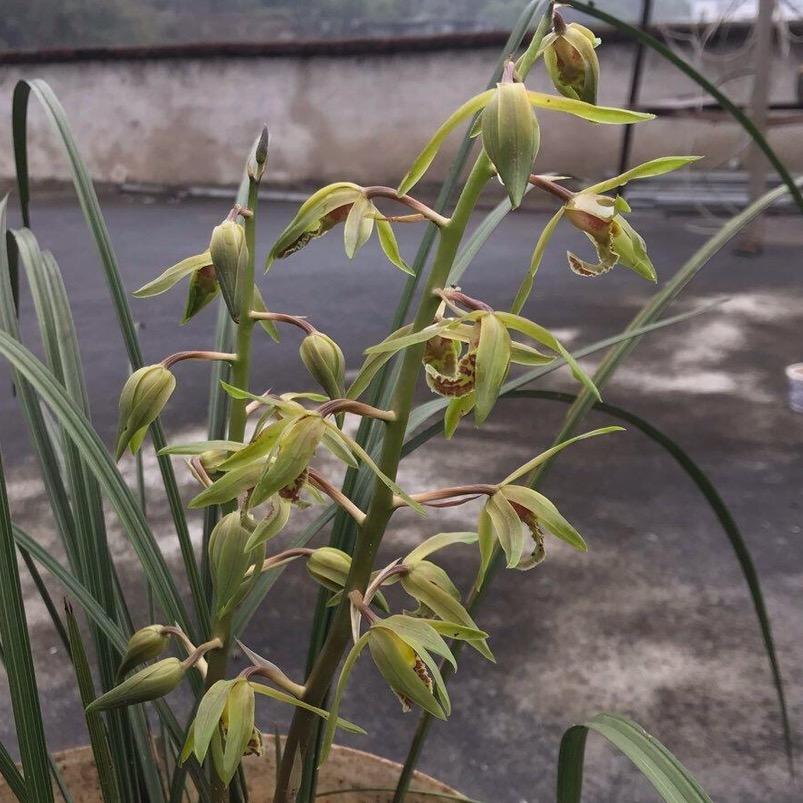 往伤口来碗辣椒水