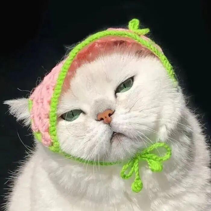 阿茶