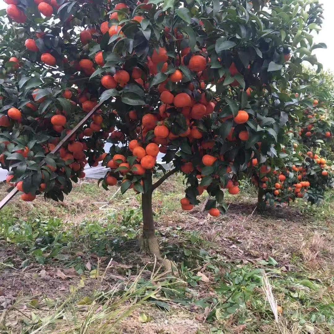 小莫苗木绿化场(1)(不定时开播)