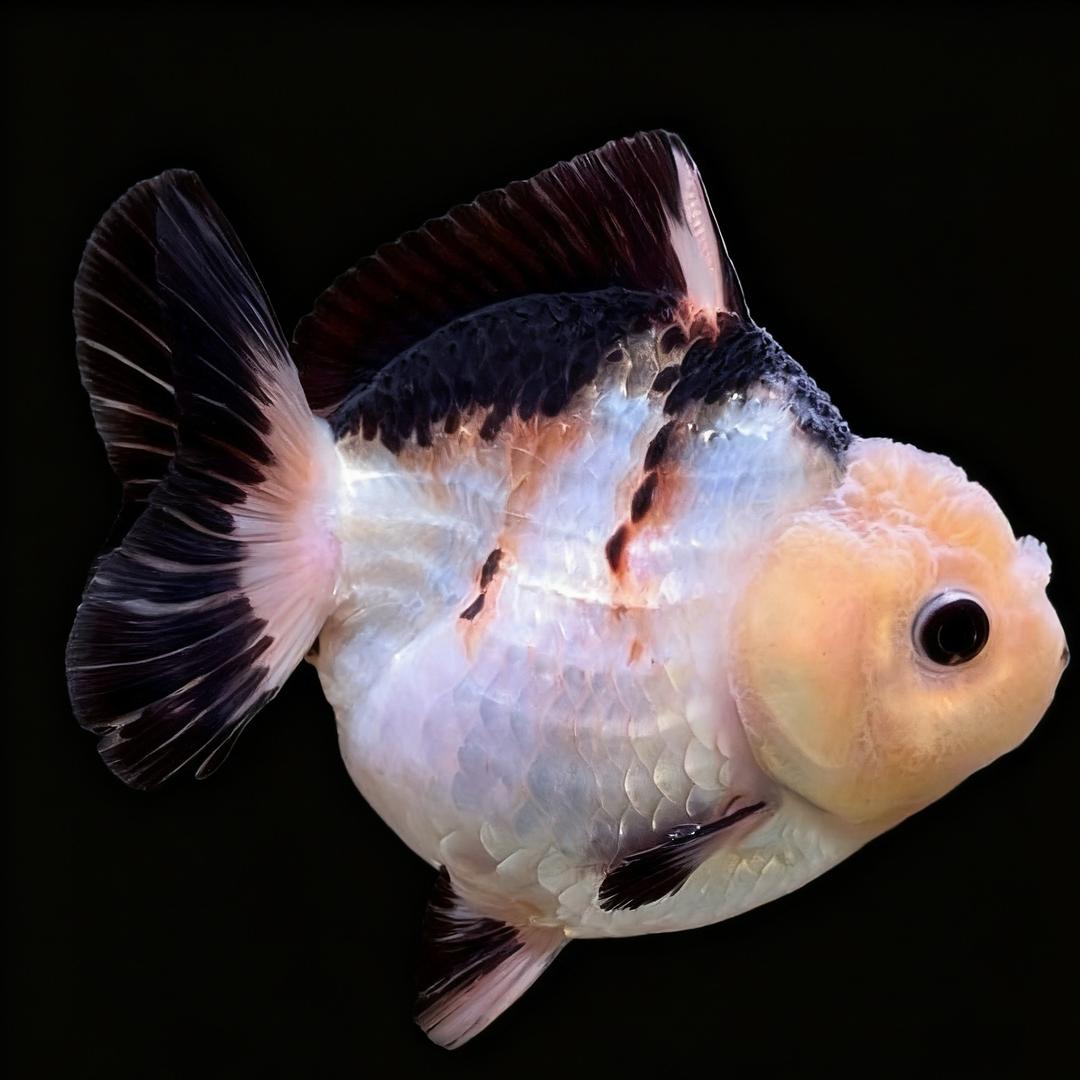 泰狮主理人