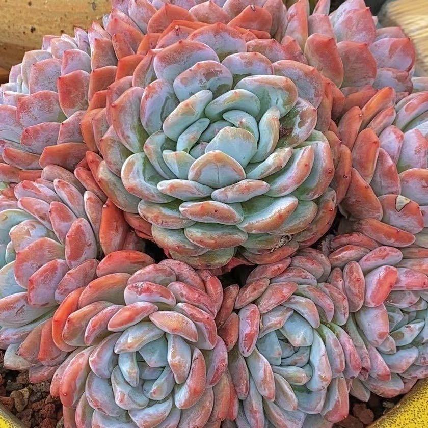 昆明多肉生活馆