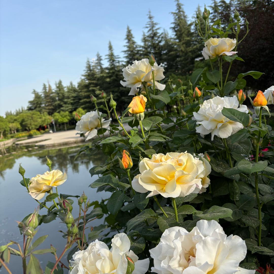 希望常在33