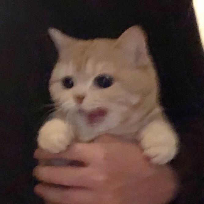 Gin