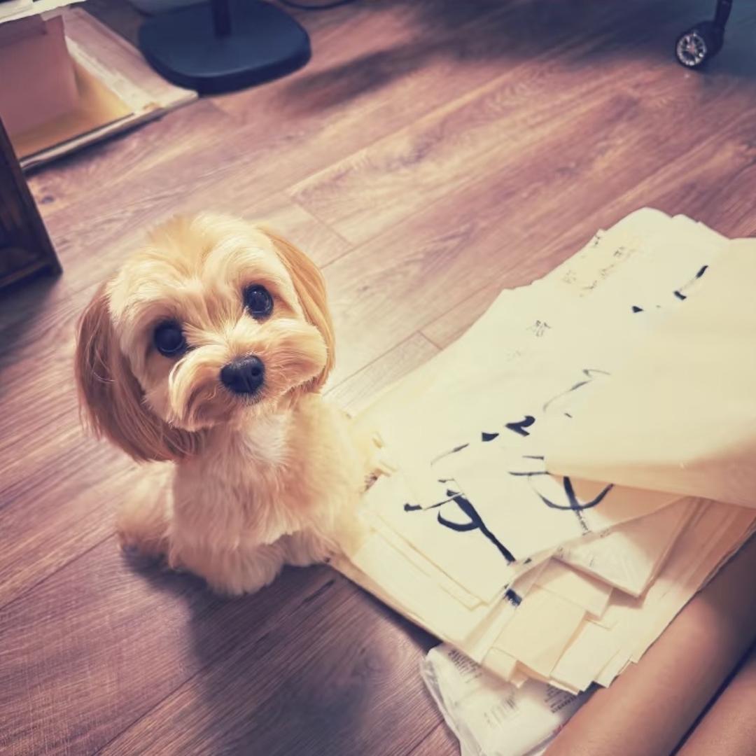 我爱冷脸萌