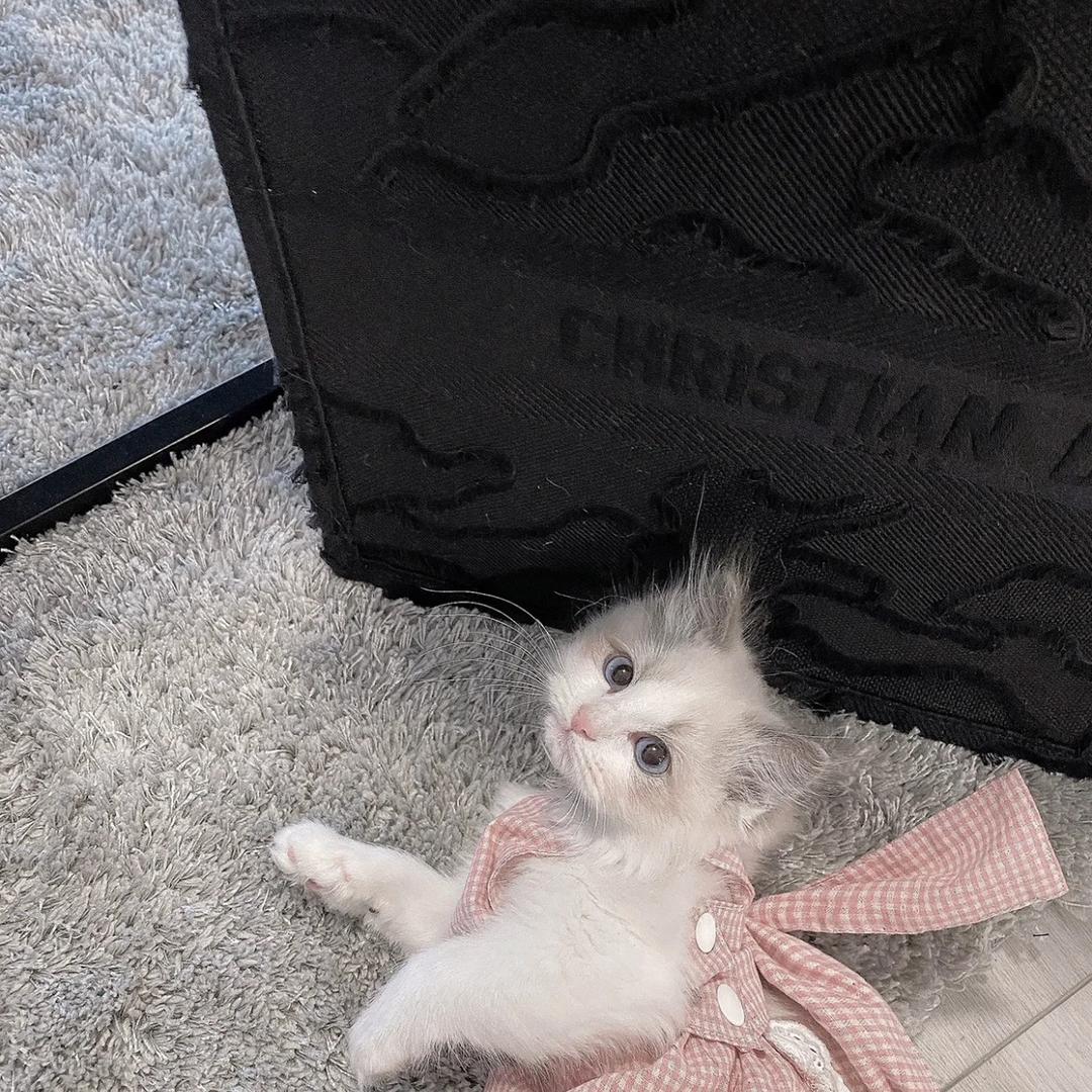 🍪🍪