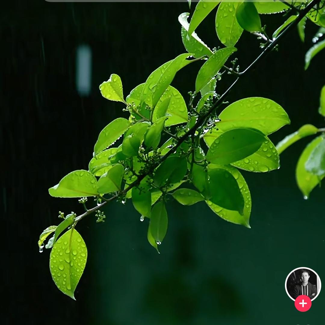 🌧️雨樹🌲