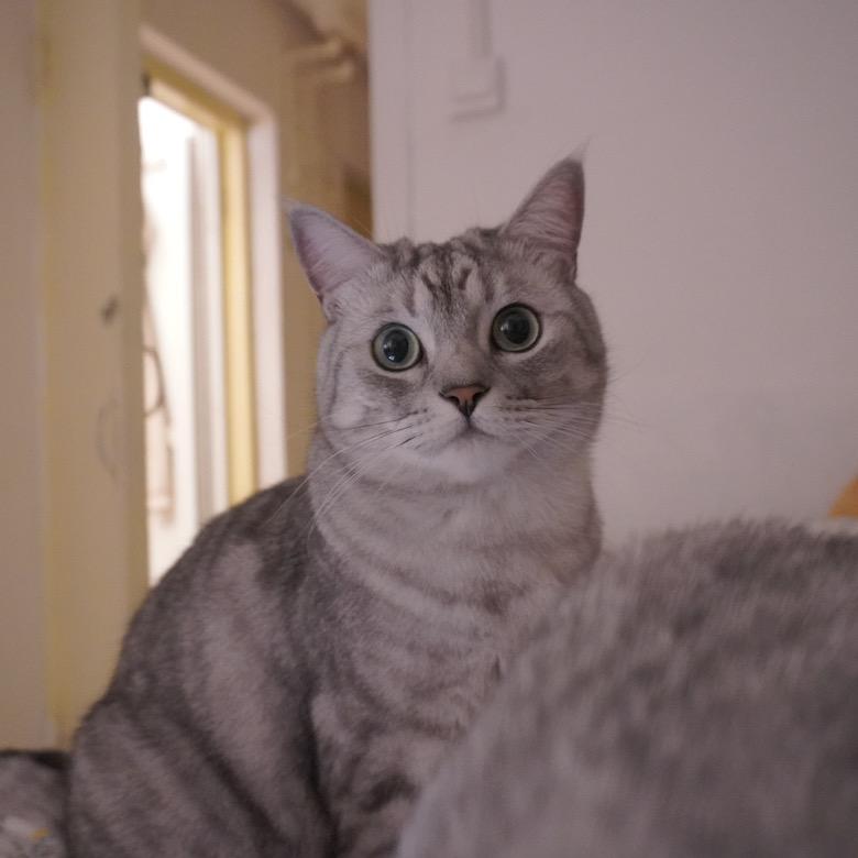 Mr.Cat