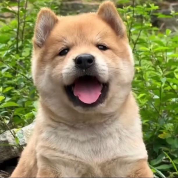 广西鹏辉宠物臻选阁