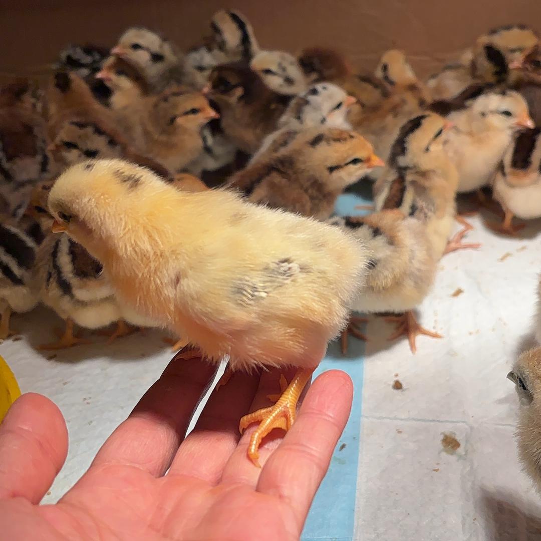 小刘农村创业养殖