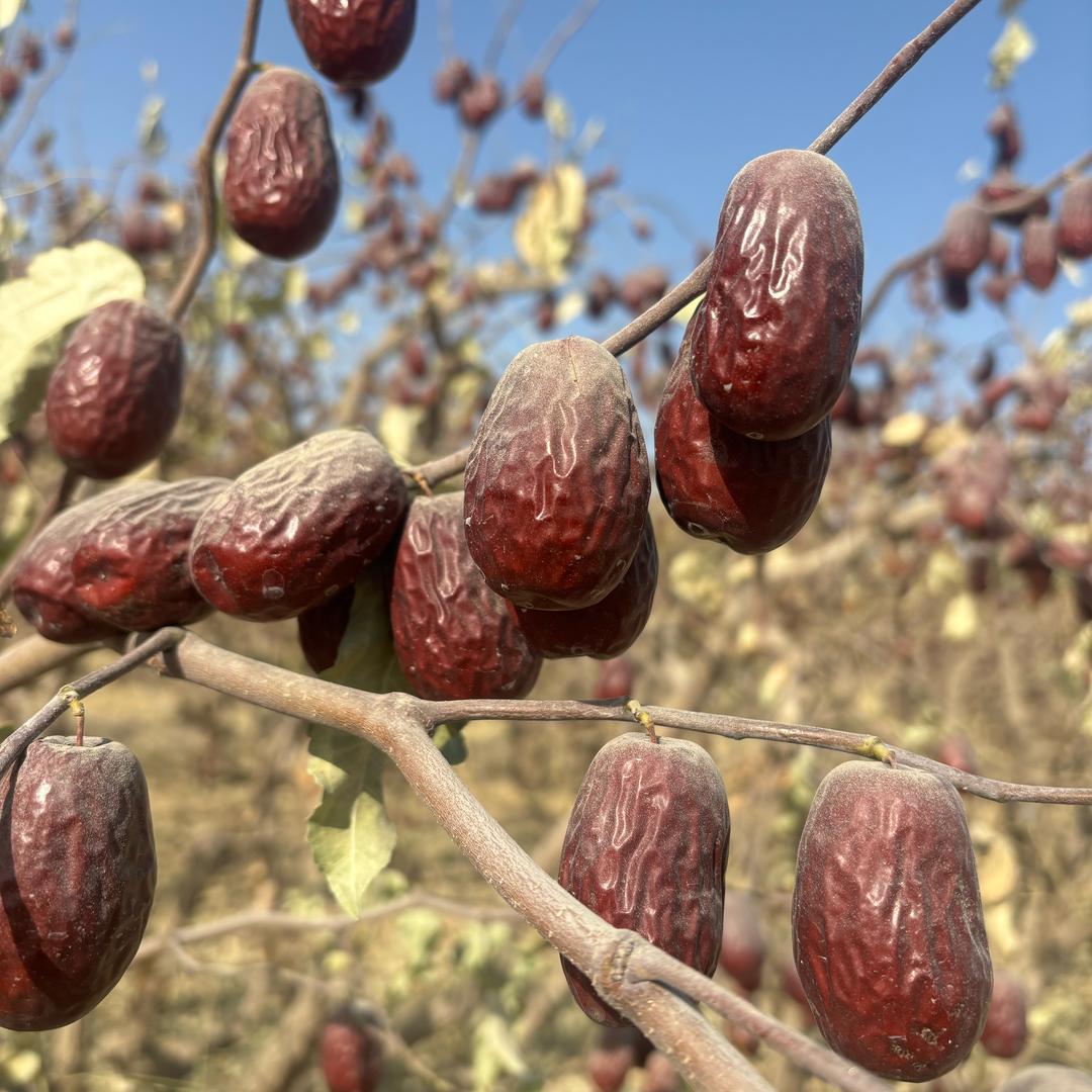 一颗新疆枣