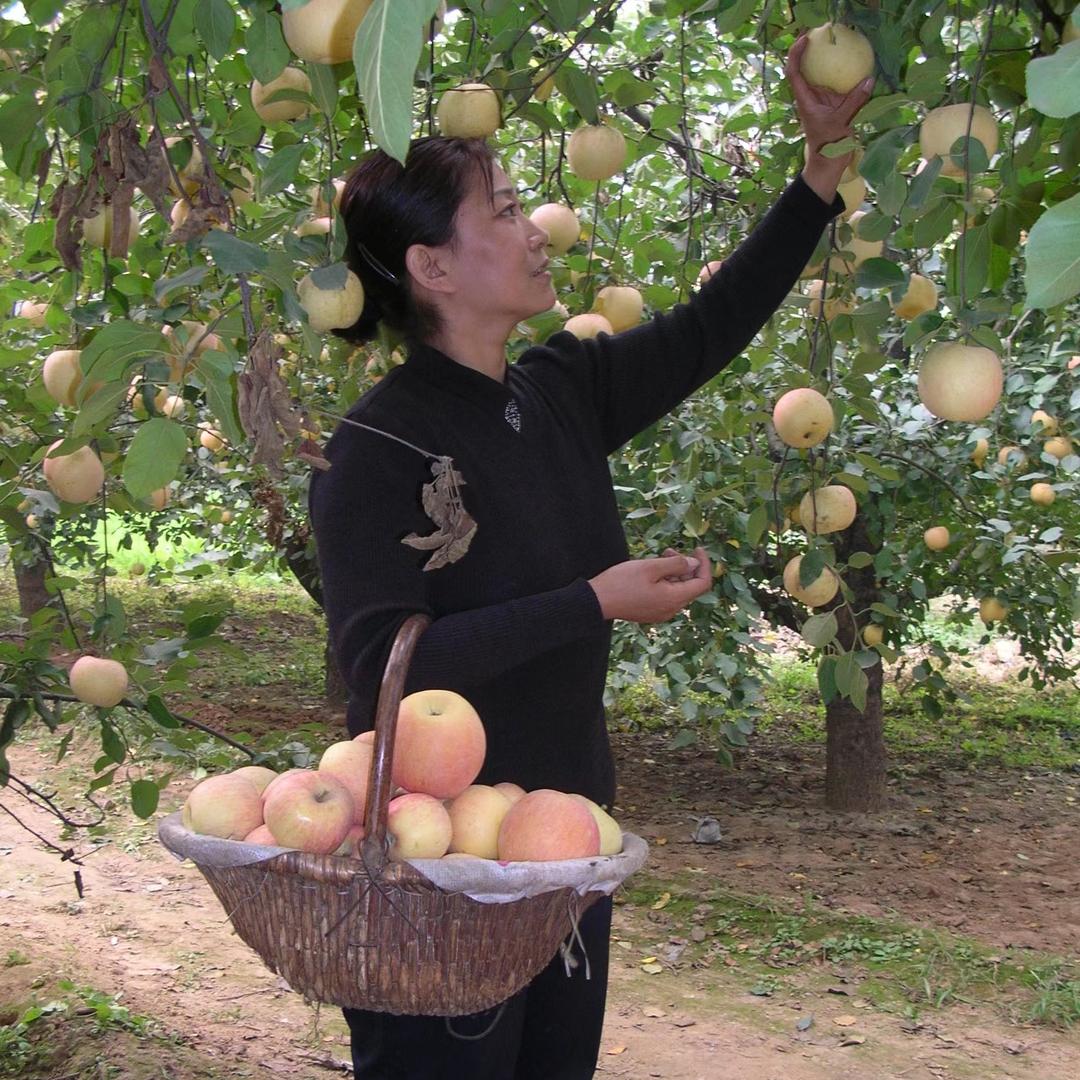 季布植物所