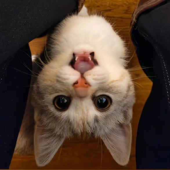 我是一只小猫咪