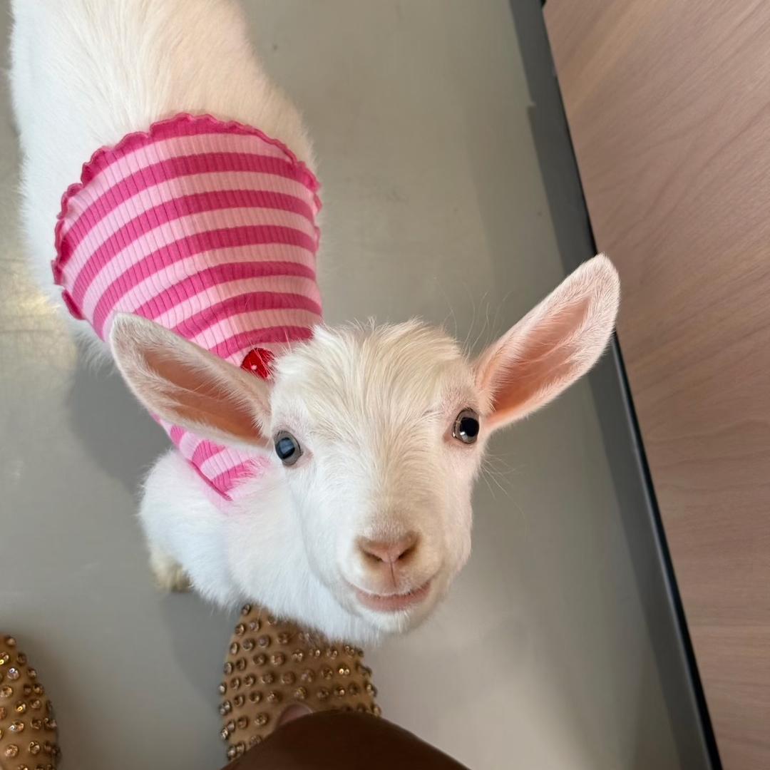 @香香大王