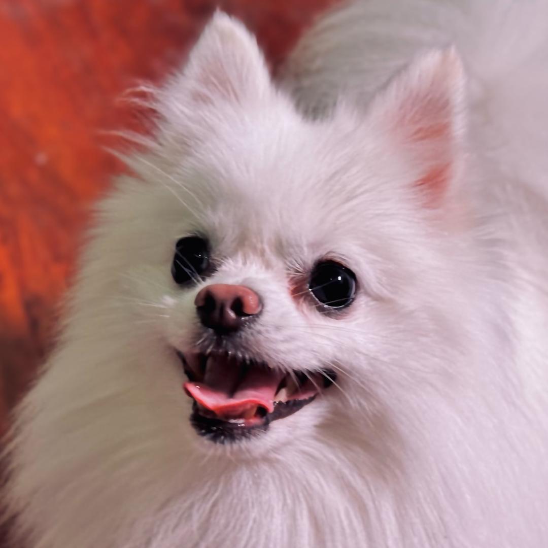 🌈别看我只是一只羊🐏