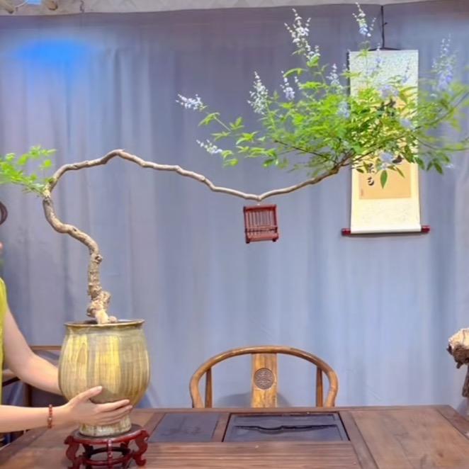 北太行黄荆（小妖荆）