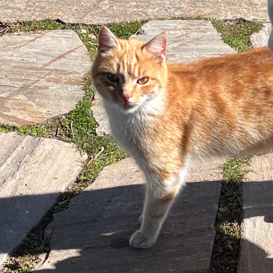 麦斯威尔的银锤