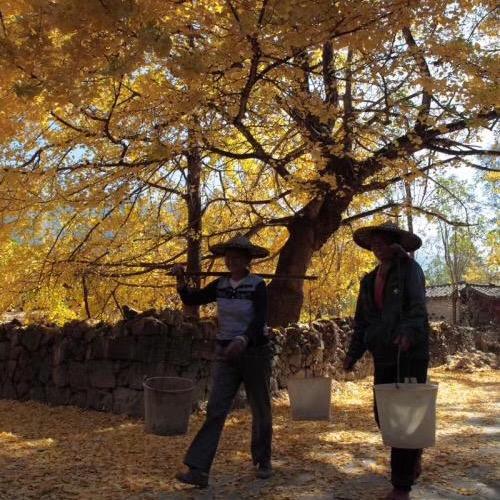 💜草💚草💜药