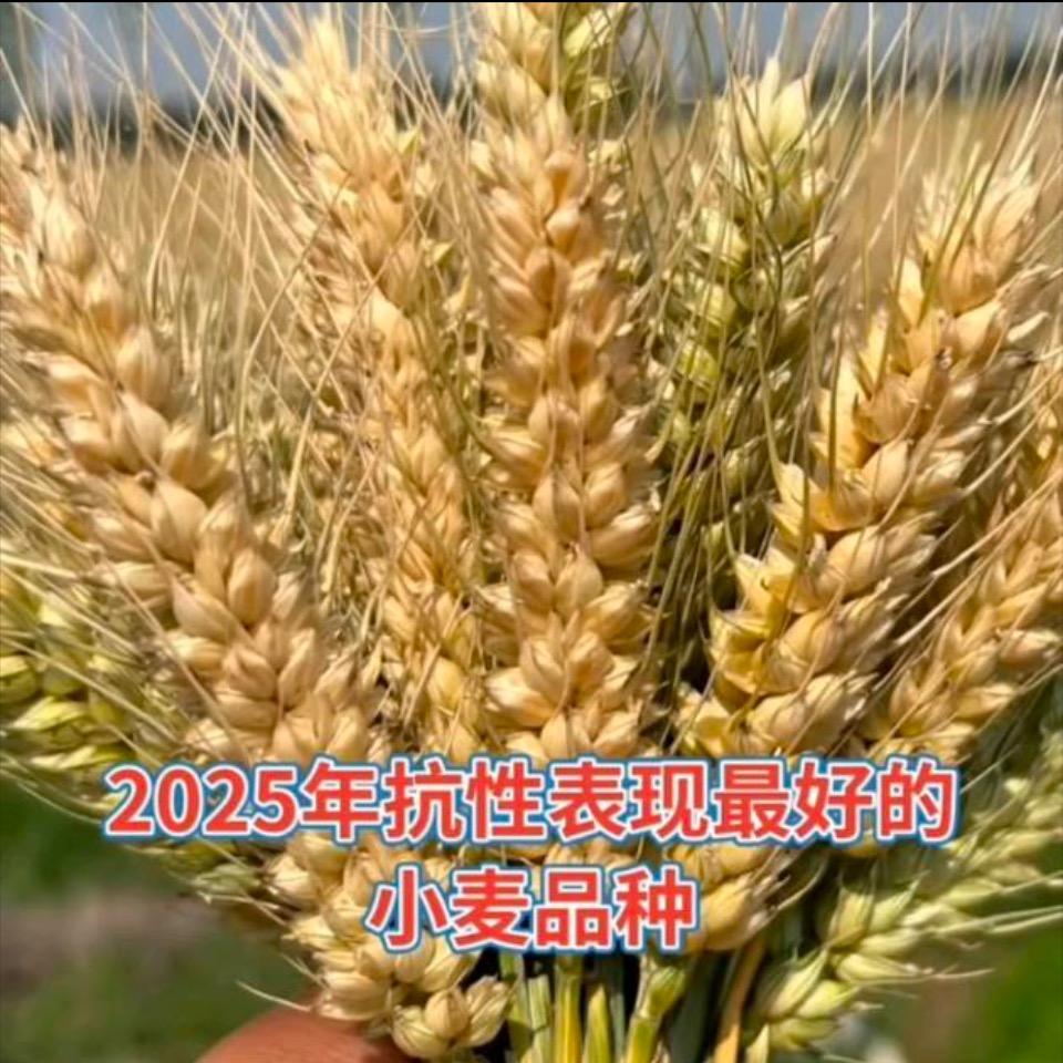 国农种业