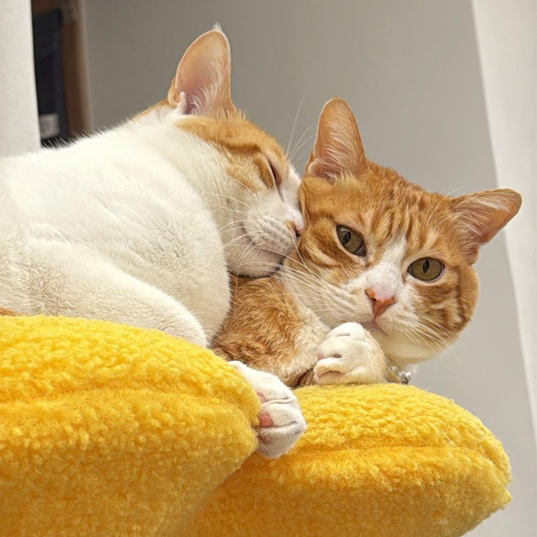 橘猫肥仔和叻叻