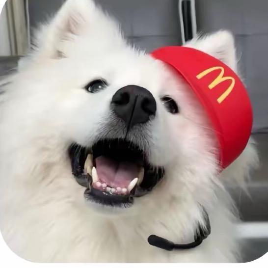 是耗子
