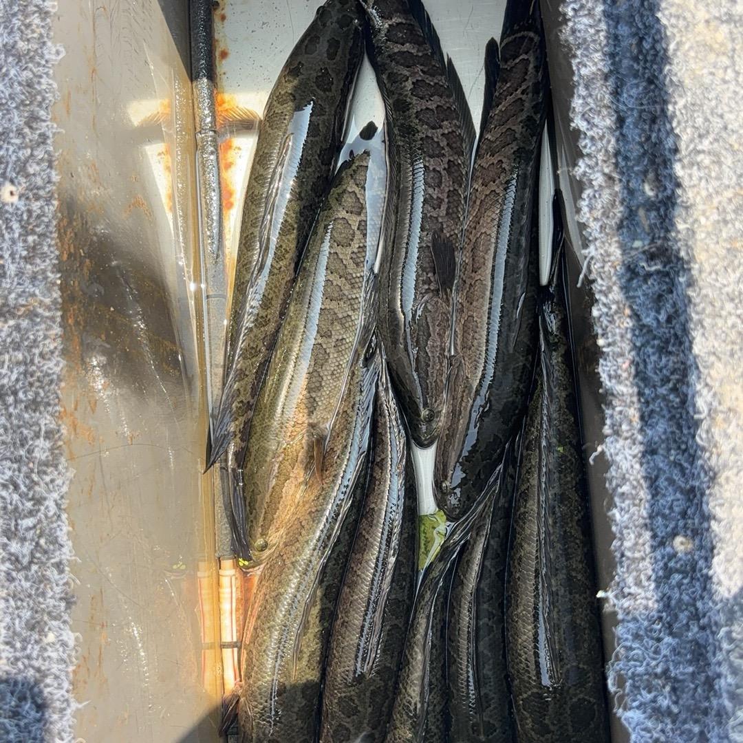 骆马湖导钓 路亚 筏钓 打黑