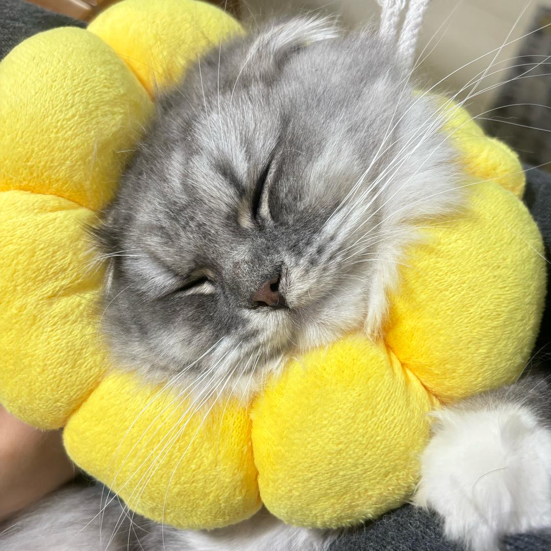 灵魂自由的鱼儿🐟