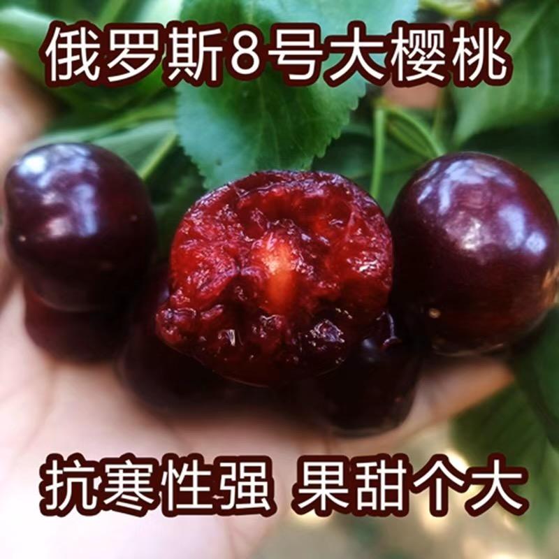 花匠汇冯双九果树苗木专卖店