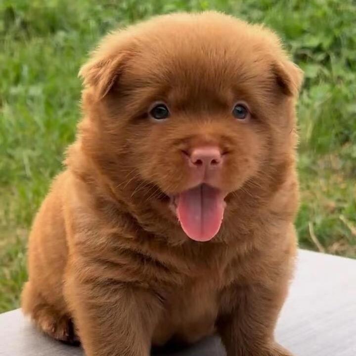 一只黄基米田园犬舍