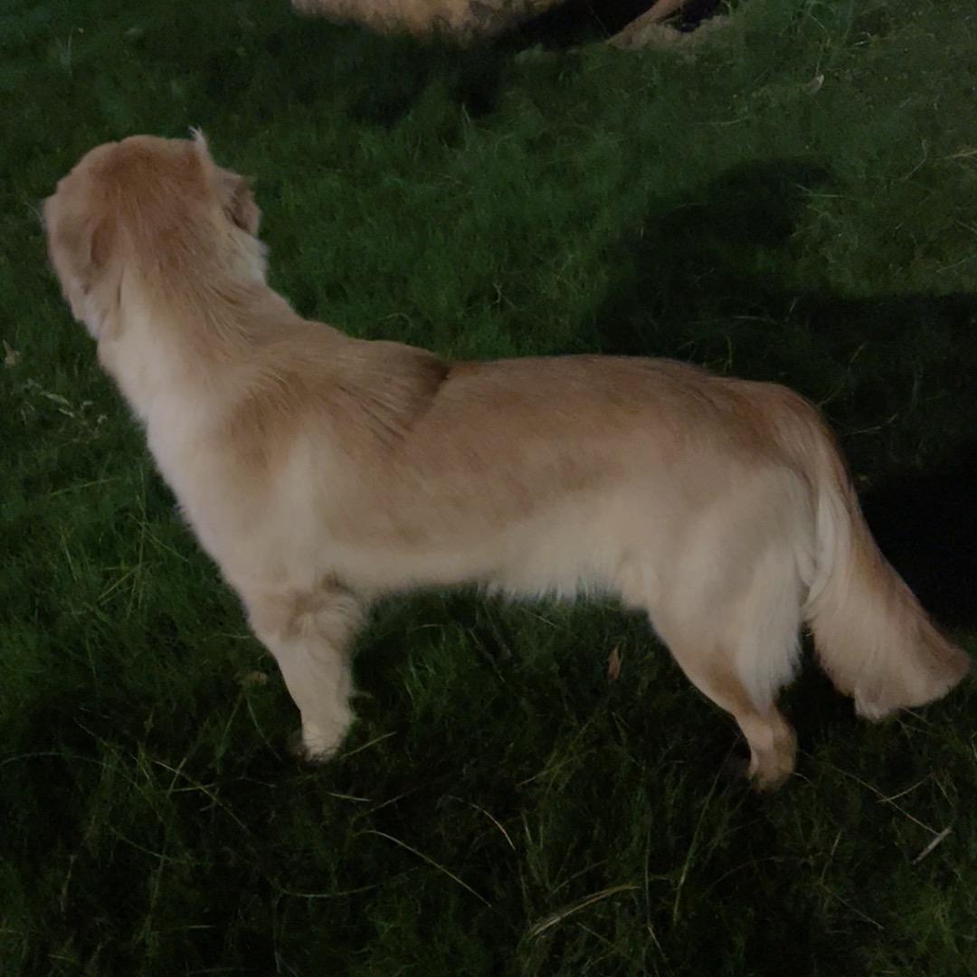 半途～（快乐的小金毛）