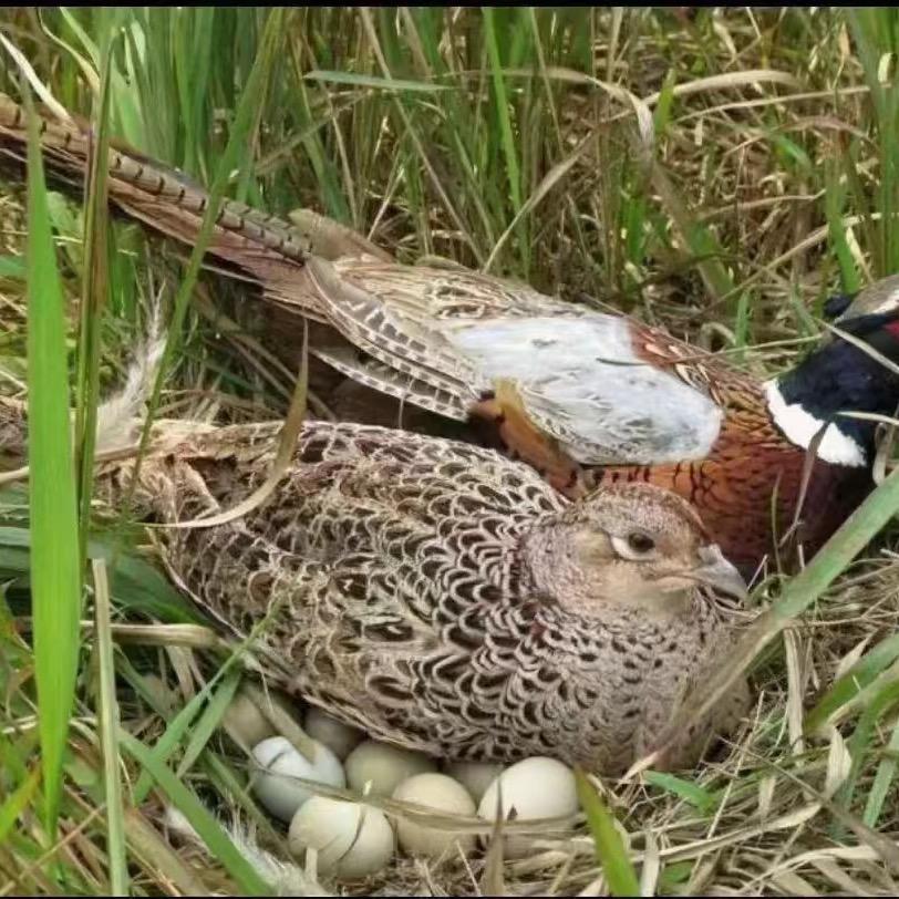 七彩山鸡养殖家庭农场