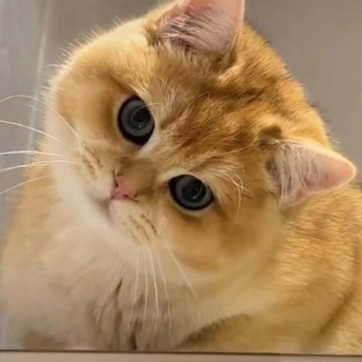 面包仔