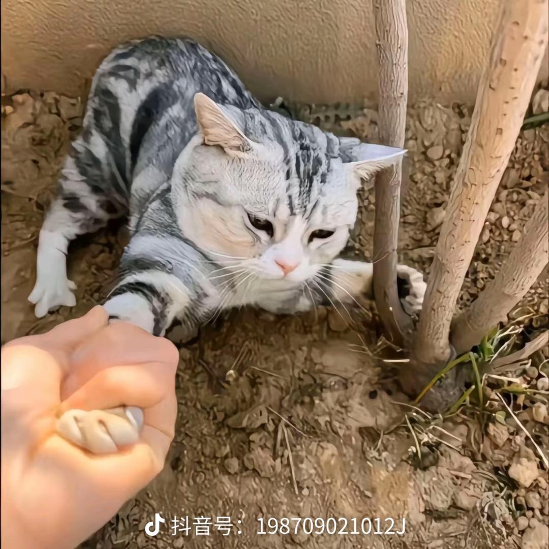 黄大虾