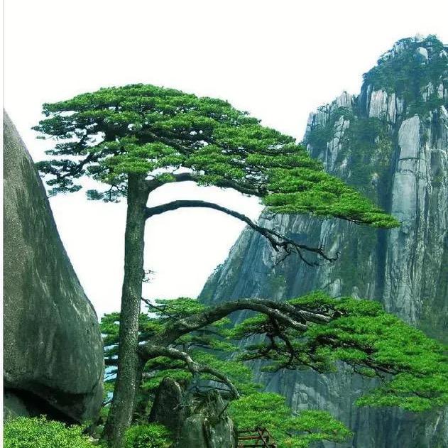 A众星捧月