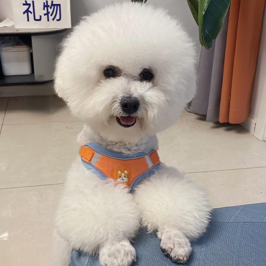 团团是只小比熊🍒