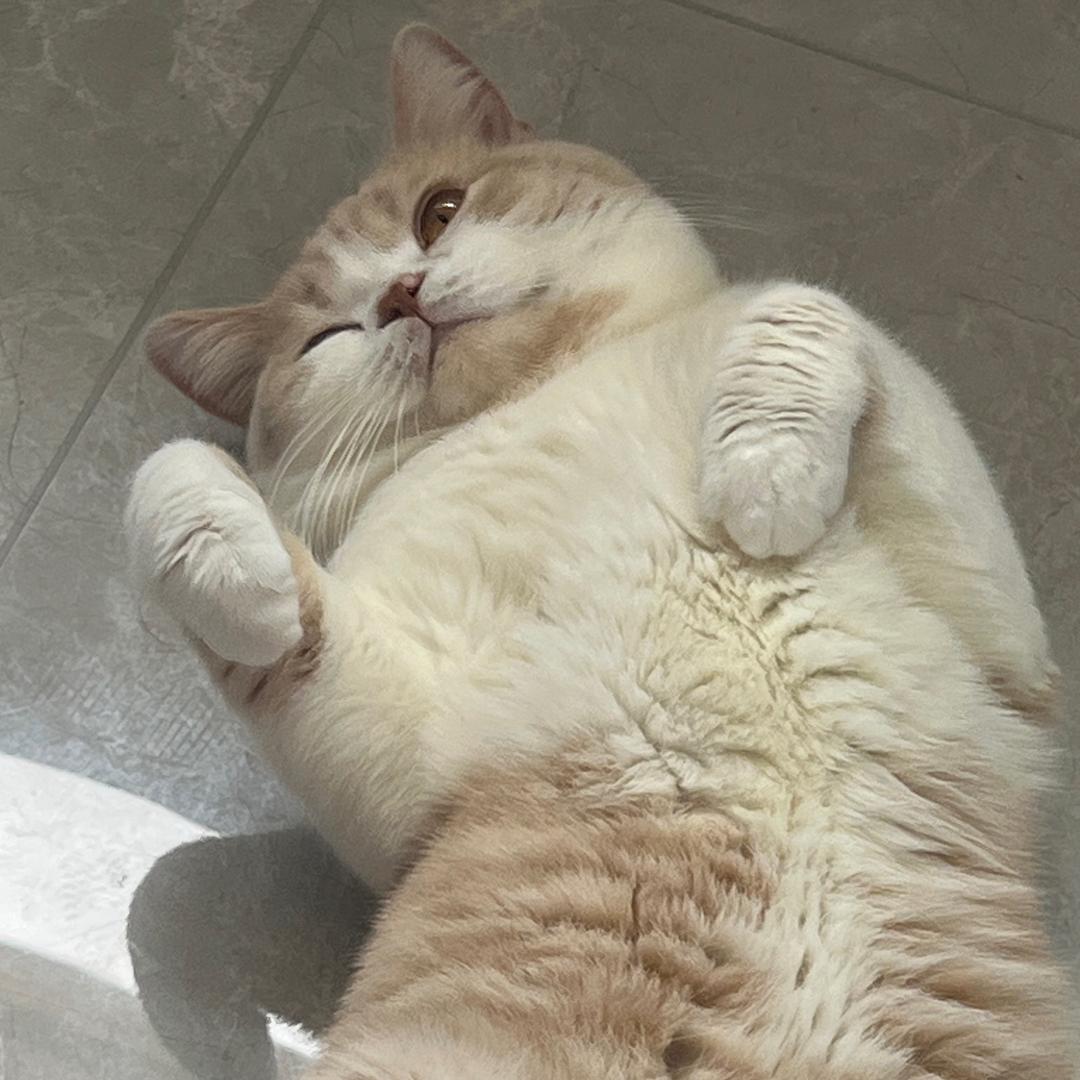 神灯 神灯 神不愣登