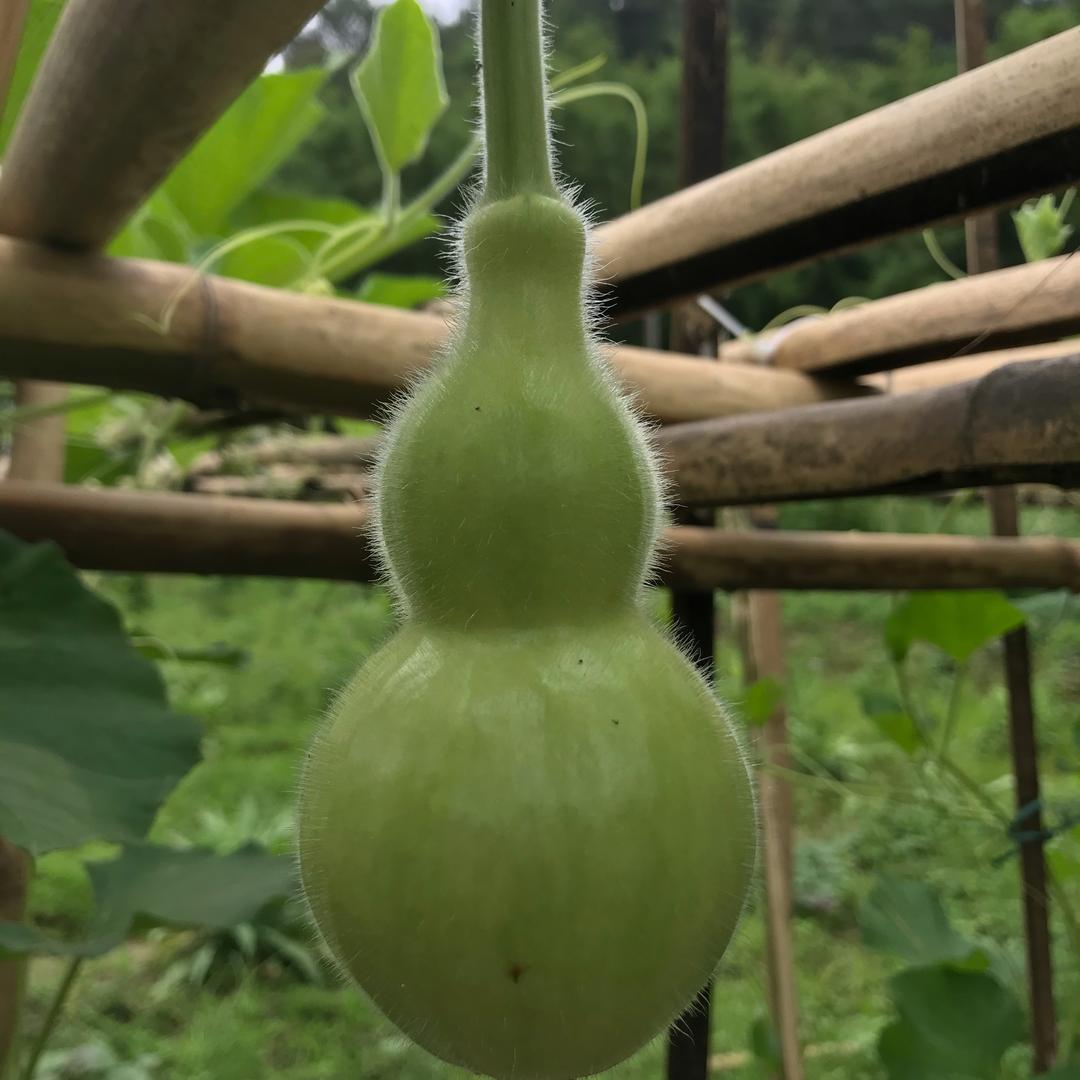 东城红树林潮汕腌火气