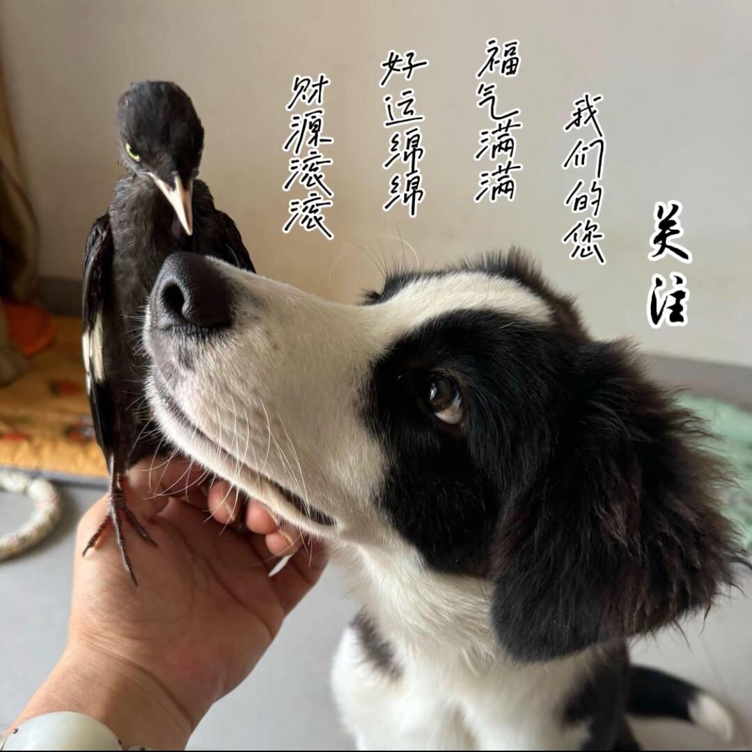 飞禽走兽789