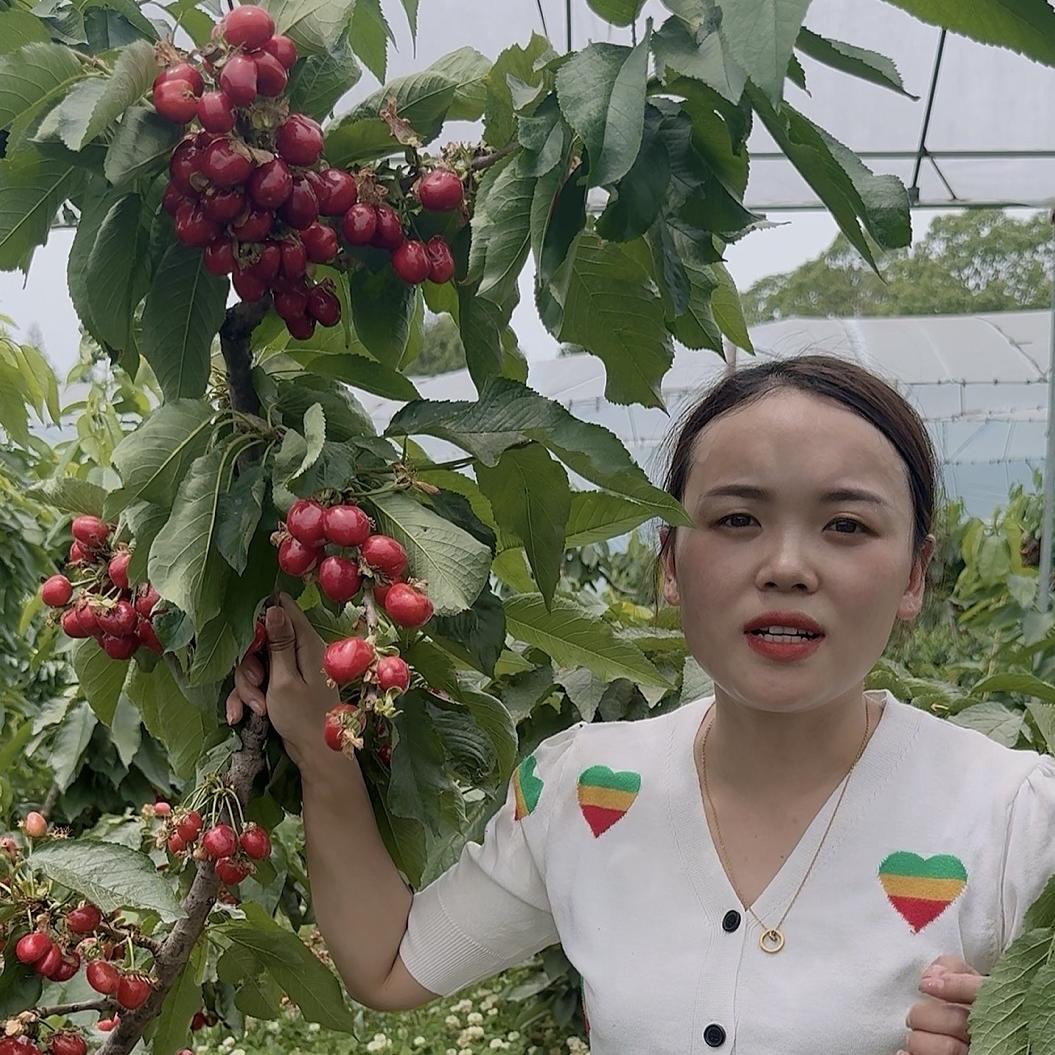 梦泡苍溪县乐耕苗木有限公司果树苗木专卖店