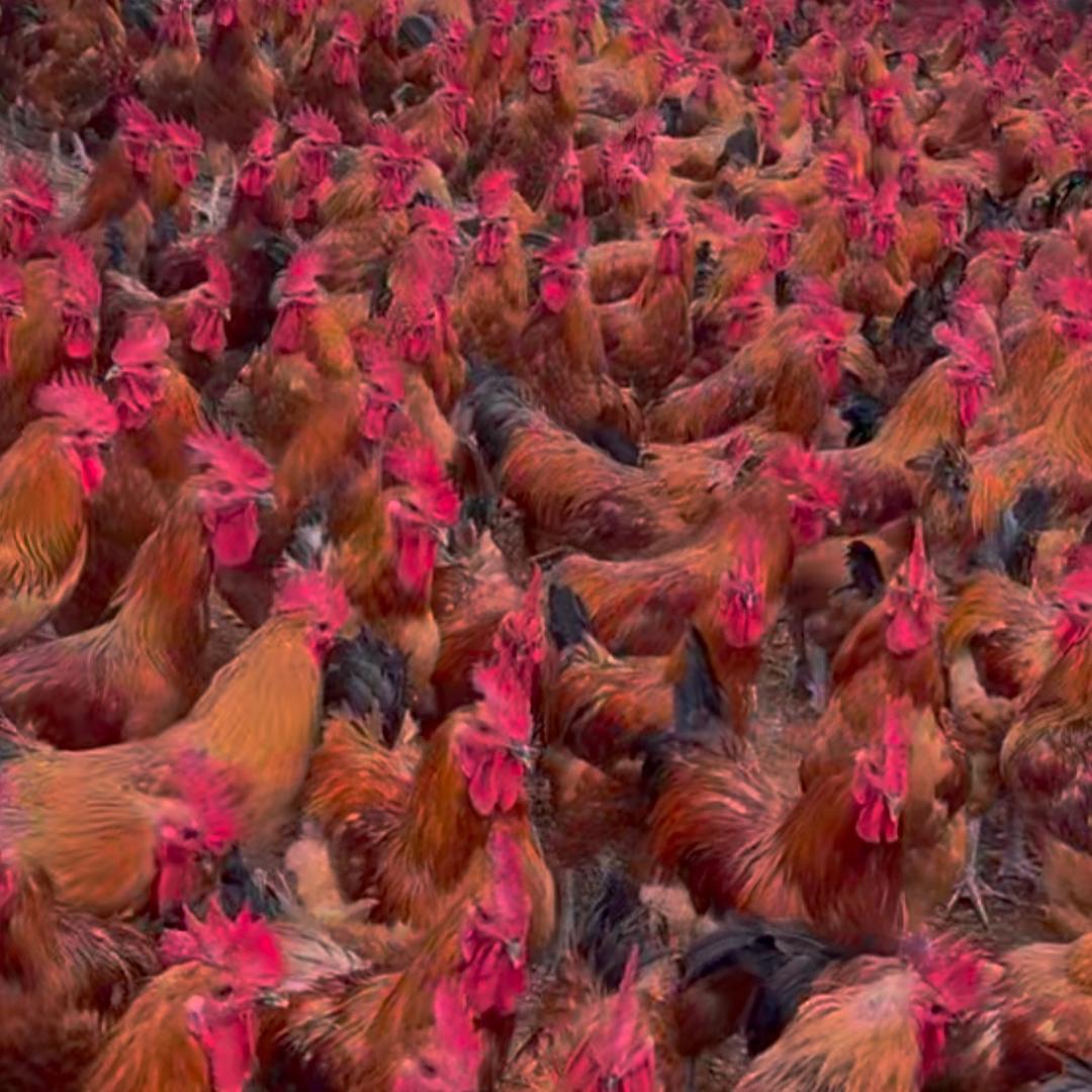 东北散养溜达鸡