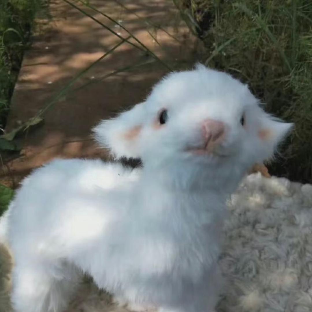 羊咩咩哈哈